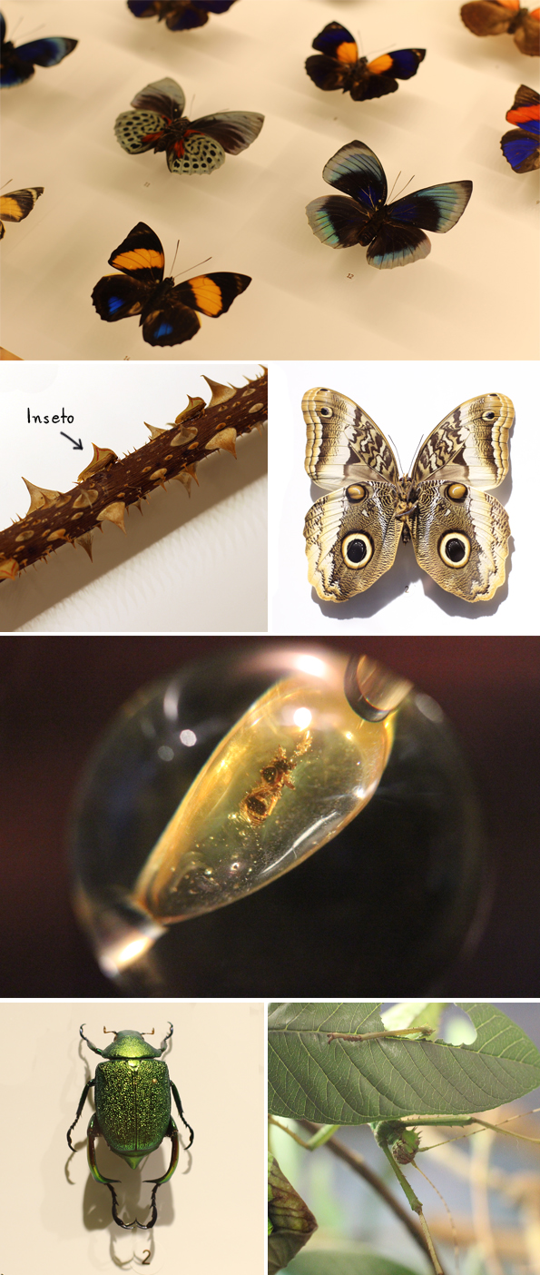 insectario